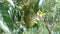 Soursop Annona muricata L., sirsak, durian belanda, graviola, guyabano, guanÃ¡bana, Annona muricata hanging on the tree in the ga