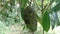 Soursop Annona muricata L., sirsak, durian belanda, graviola, guyabano, guanÃ¡bana, Annona muricata hanging on the tree in the ga