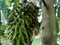 Soursop Annona muricata L. / sirsak / durian belanda hanging on the tree in the garden