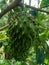 Soursop Annona muricata L. / sirsak / durian belanda hanging on the tree in the garden