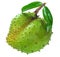 Soursop or Custard apple fruit isoated on white background