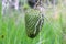 Soursop exotic fruit ripe