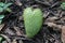 Soursop exotic fruit ripe