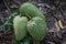 Soursop exotic fruit ripe