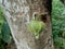 Soursop flower Annona muricata L. in the nature background