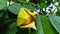 soursop flower among green leaves