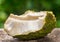 Soursop fruit