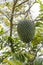 Soursop fruit Annona muricata hanging from the plant