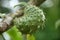 Soursop fruit growing in Annona muricata tree, St Lucia, Caribbean