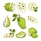 Soursop Fruit or Guanabana with Dark Green Rind Covered with Thick Thorns Vector Set