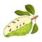 Soursop Fruit or Guanabana Showing Creamy White Flesh and Black Seeds Vector Illustration