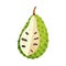 Soursop Fruit or Guanabana Showing Creamy White Flesh and Black Seeds Vector Illustration