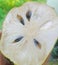 Soursop fruit is so refreshing with a distinctive sweet taste that makes you not bored to enjoy it