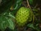 Soursop fruit in the tree ready to harvest