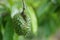 Soursop / guanabana / graviola exotic fruit hanging from tree