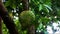 Soursop hanging from a tree, fruit with a rich source of vitamin C, footage of fruit with prickly skin surface