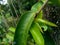 Soursop laves or Prickly Custard Apple. Annona muricata L. Plant for Treatment of carcinoma.