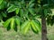 Soursop leaves or Prickly Custard Apple tree