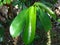 Soursop leaves on a soursop tree