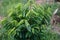 Soursop plant grows on an organic farm in Cambodia.