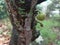 Soursop plant with its growing fruits in colombia