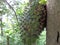 Soursop, Prickly Custard Apple. Annona Muricata L./sirsak on tree in the garden