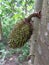 Soursop, Prickly Custard Apple. Annona Muricata L./sirsak on tree in the garden