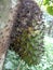 Soursop, Prickly Custard Apple. Annona Muricata L./sirsak on tree in the garden