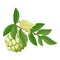 Soursop tree branch icon cartoon vector. Graviola food