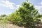 Soursop Tree In A Cluster