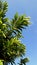 Soursop tree in front of the house in the sloping river area