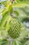 Soursop tree or Prickly Custard Apple. Annona muricata L. Plan