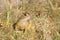 Souslik or European Ground Squirrel (Spermophilus