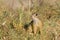 Souslik or European Ground Squirrel (Spermophilus