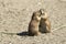 Souslik (ground squirrel) couple