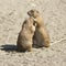 Souslik (ground squirrel) couple