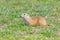 Souslik Spermophilus citellus European ground squirrel in the natural environment
