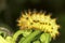 Soutern festoon butterfly caterpillar / Zerynthia polixena
