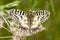 Soutern festoon butterfly resting - seen ventraly