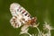 Soutern festoon butterfly resting - seen ventraly