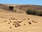 South Africa Cattle and Calves Grazing on Farm