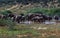 South Africa: A herd of young elephants at Addo Elephant Park,