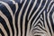 South africa kruger wildlife nature reserve and wild zebra skin