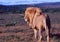 South Africa: A lion in the Shamwari Game Reserve