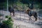 South Africa lions male couple beside a fence