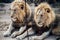 South Africa lions male couple beside a fence