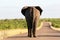 South africa\'s wildlife