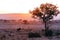 South africa scene, Wildebeest in the Sunrise