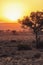 South africa scene, Wildebeest in the Sunrise