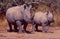 South Africa: Two endangered rhinos, mother and child in the bus